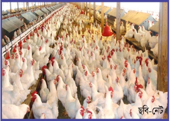 পোল্ট্রিতে কর্পোরেট কর কমানোর প্রস্তাব
