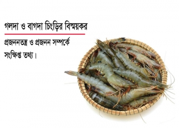 গলদা ও বাগদা চিংড়ির বিস্ময়কর প্রজননতন্ত্র ও প্রজনন সম্পর্কে সংক্ষিপ্ত তথ্য। 