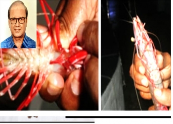 গলদা ও বাগদা চিংড়ির বিস্ময়কর প্রজননতন্ত্র ও প্রজনন সম্পর্কে সংক্ষিপ্ত তথ্য 