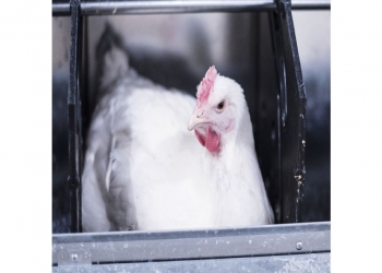 Floor Egg Management – Prevention is the Key!