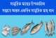 সামুদ্রিক মাছের উপকারিতা সপ্তাহে অন্তত একদিন সামুদ্রিক মাছ খান