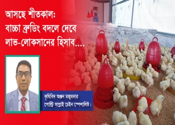 আসছে শীতকাল: বাচ্চা ব্রুডিং বদলে দেবে লাভ-লোকসানের হিসাব....