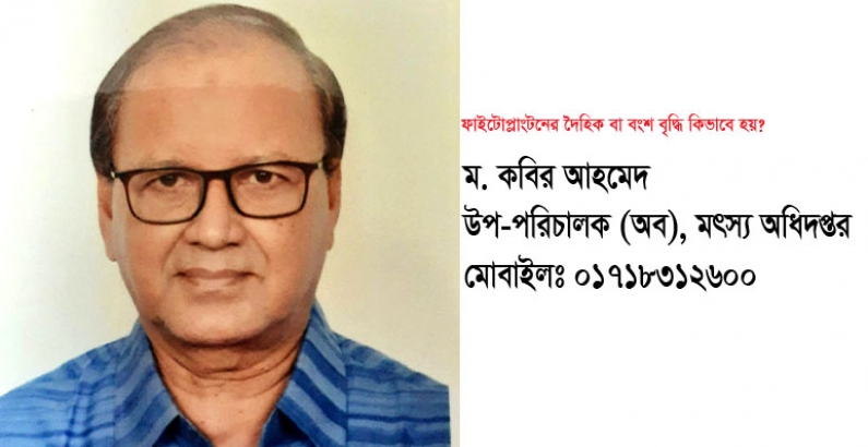 ফাইটোপ্লাংটনের দৈহিক বা বংশ বৃদ্ধি কিভাবে হয়?