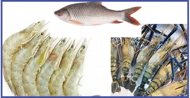 মাছ ও চিংড়ি চাষের পুকুরের পানির মাত্রাধিক পি. এইচ নিয়ন্ত্রণে করণীয়