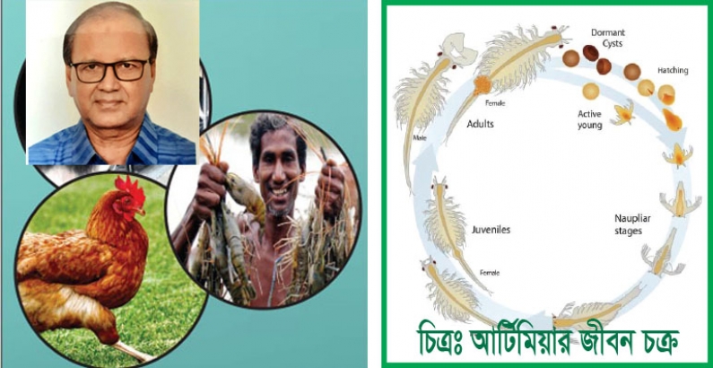 এ্যাকুয়াকালচার ক্ষেত্রে অতীব গুরুত্বপূর্ণ  বিস্ময়কর  ক্ষুদ্র  প্রাণি ব্রাইন শ্রীম্প বা আর্টিমিয়া সম্পর্কে কতিপয় সংক্ষিপ্ত গুরুত্বপূর্ণ তথ্য--ম. কবির আহমেদ