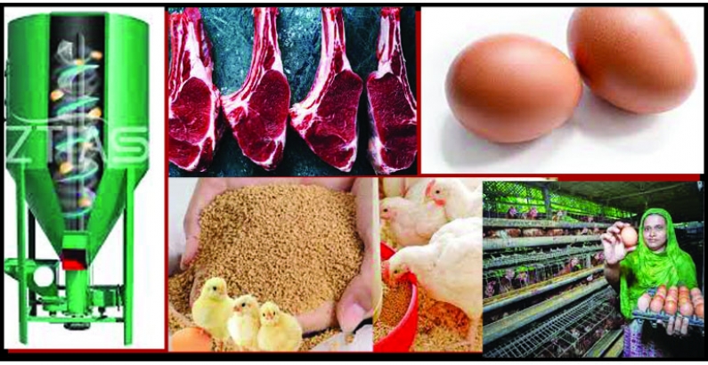 'Bangladesh poultry industry' at a look from 1935-2026, REPORT PREPARED BY AXON LTD, BANGLADESH