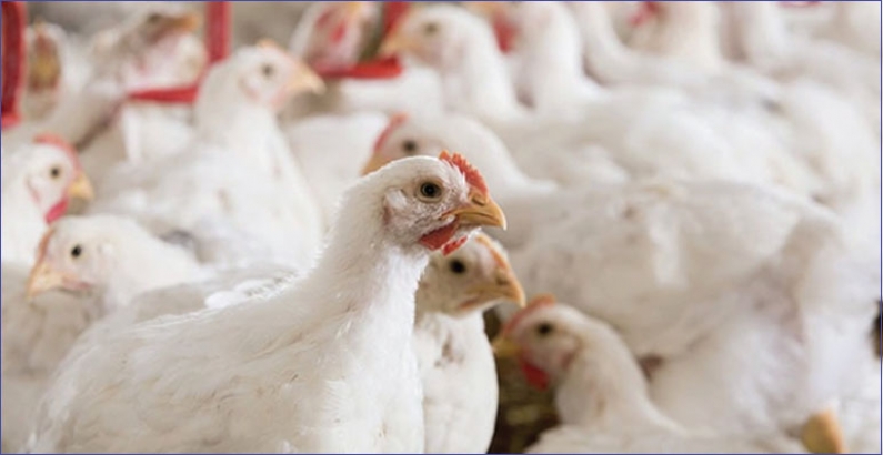 Trouw Nutrition to highlight sustainable feed solutions at IPPE 2026