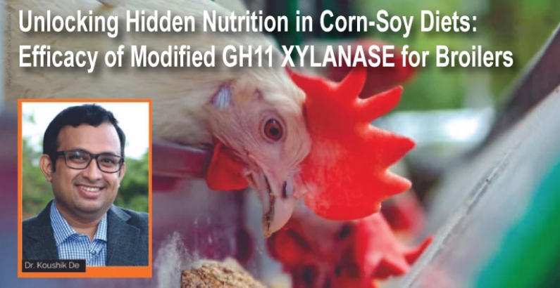 Unlocking Hidden Nutrition in Corn-Soy Diets: Efficacy of Modified GH11 XYLANASE for Broilers