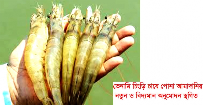 ভেনামি চিংড়ি চাষে পোনা আমাদানির নতুন ও বিদ্যমান অনুমোদন স্থগিত