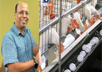 দিন দিন হারিয়ে যাচ্ছে ছোট লেয়ার খামারি-